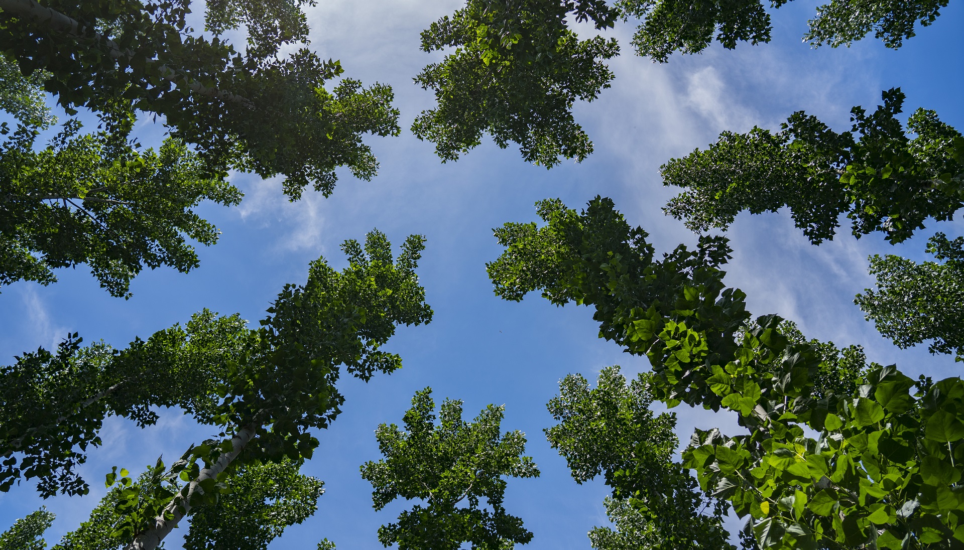 LIFE Madera para el Futuro pide a la Junta de Andalucía  que incluya la plantación de chopos en su estrategia  contra la contaminación del aire en Granada