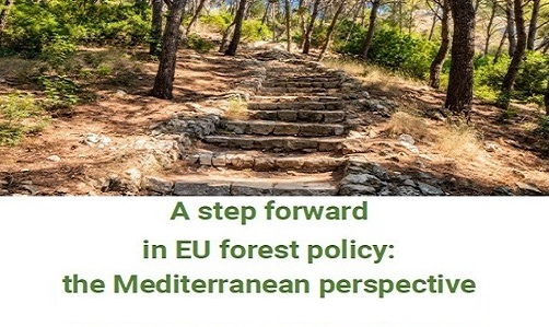 LIFE Wood for Future participa en la elaboración y presentación en Bruselas del documento político