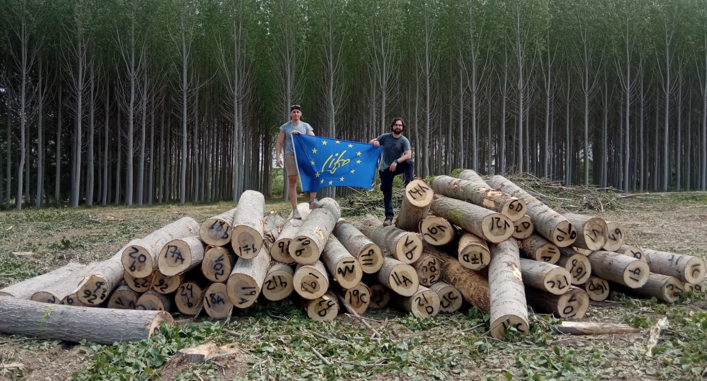 Concluyen con éxito las labores de extracción de madera para la certificación normativa del chopo para uso estructural