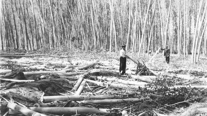 El chopo en Granada, de regular las inundaciones en el Genil a ser protagonista de una revolución