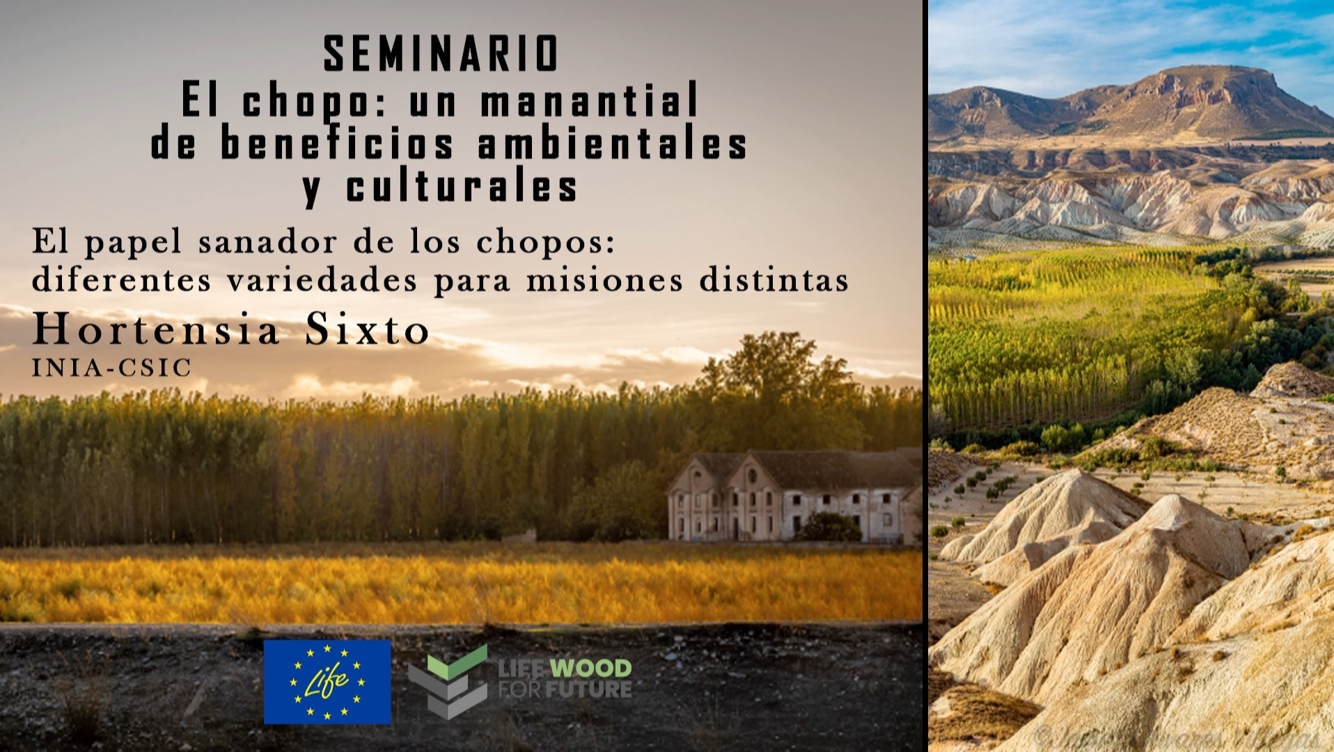 The healing role of poplars: Different varieties for different missions_Hortensia Sixto