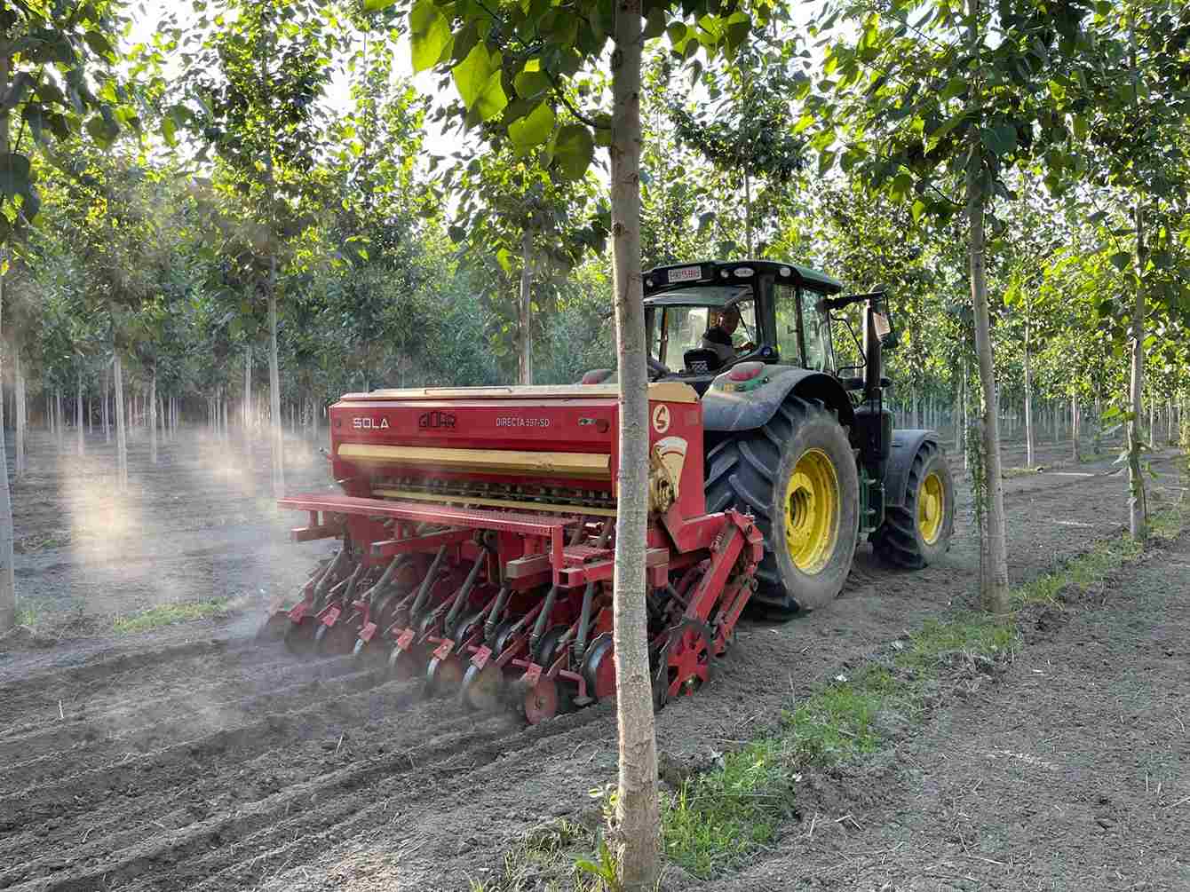 Populicultores de Granada ponen en marcha una experiencia  agroforestal pionera de cultivo de chopo y cáñamo industrial