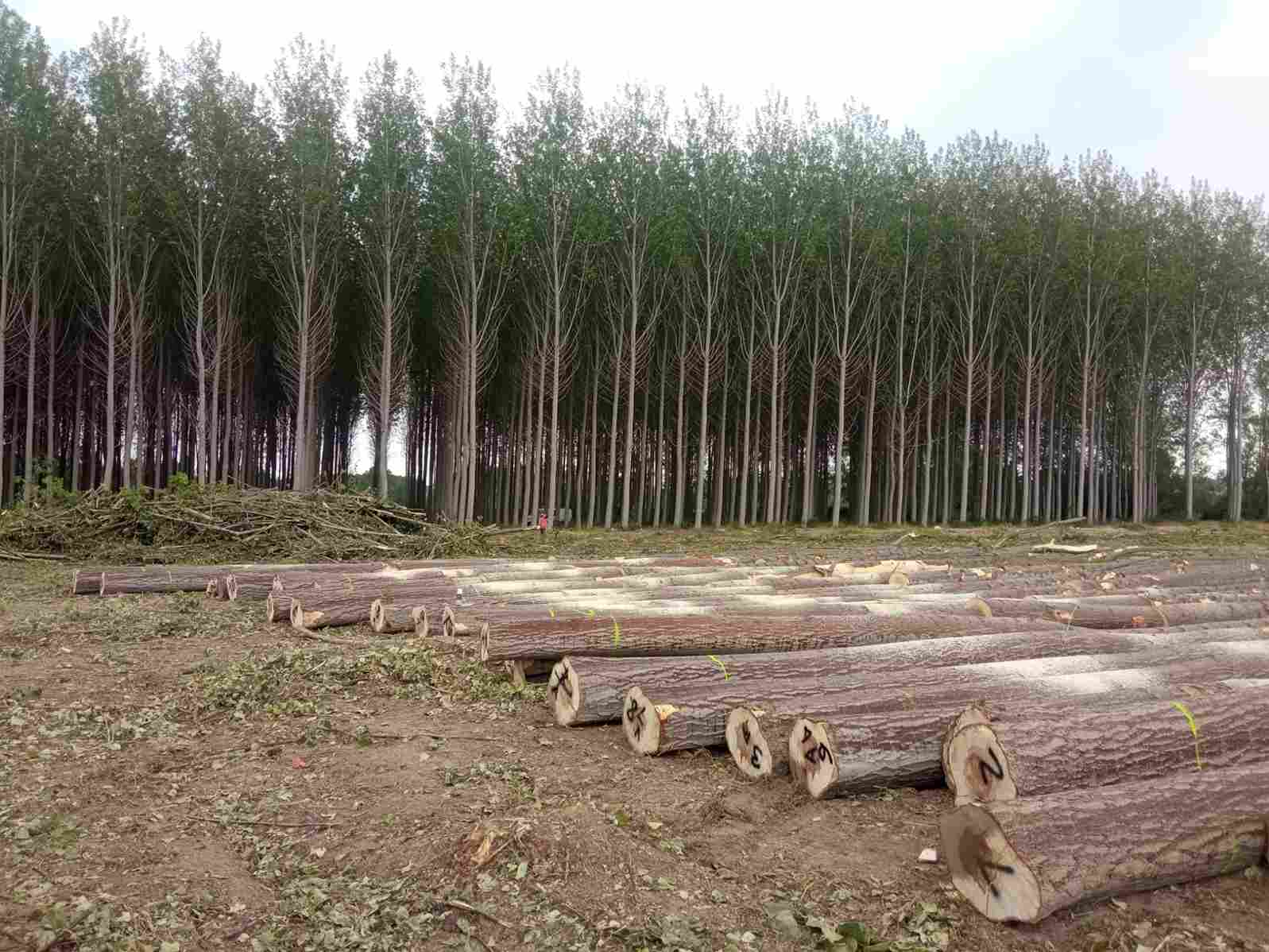 Los productores de Granada lanzan la primera subasta de madera de chopo con certificación en gestión forestal sostenible de España