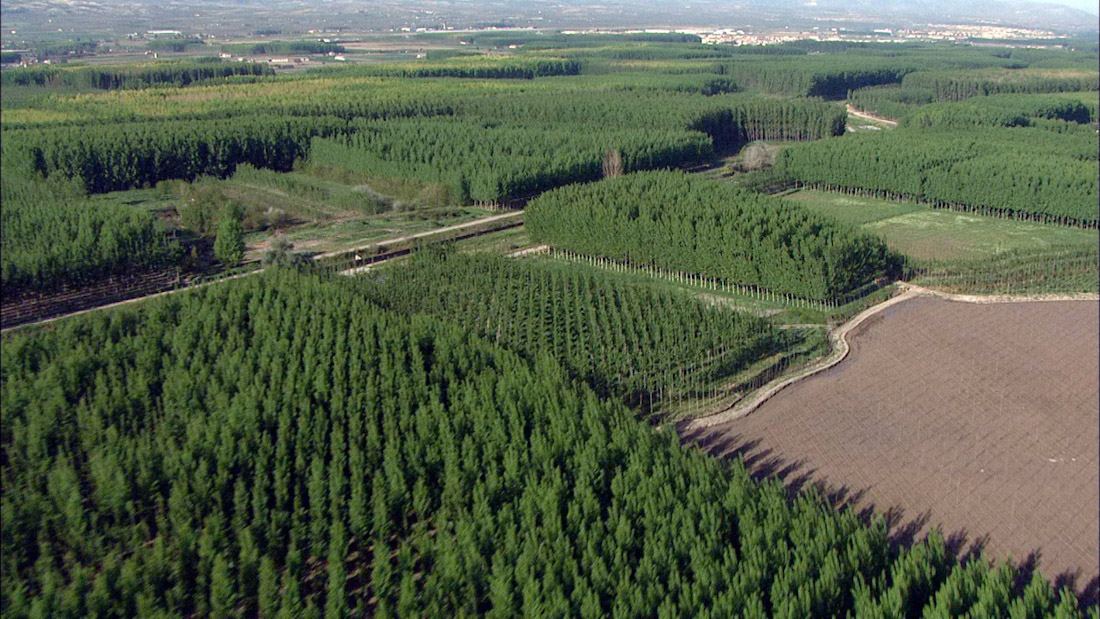 Los productores de chopo se felicitan por la retirada de la megaplanta solar y el tendido aéreo de la Vega de Granada